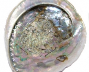 abalone-uma-joia-de-concha-19