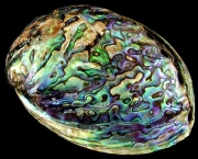 abalone-uma-joia-de-concha-23